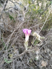 Ipomoea pubescens