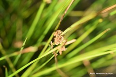 Juncus inflexus
