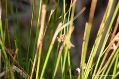 Juncus inflexus