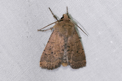 Homorthodes communis