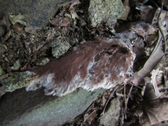 Tomentella terrestris