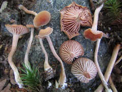 Laccaria laccata pallidifolia