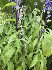 Salvia farinacea