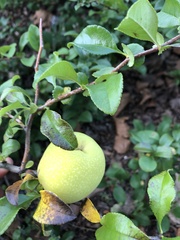 Chaenomeles japonica