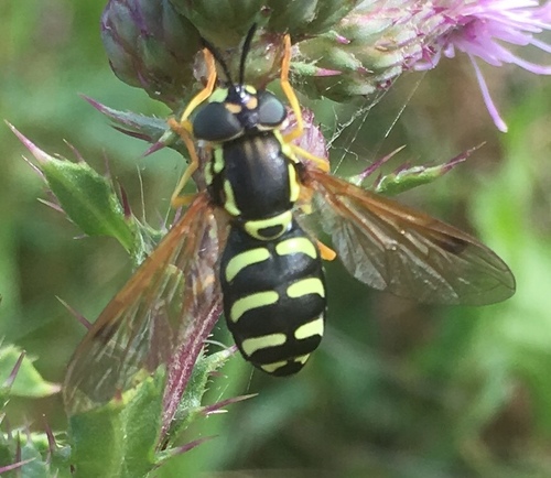 Chrysotoxum festivum nuotrauka