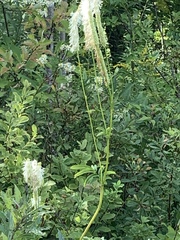 Sanguisorba canadensis