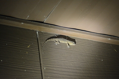 Hemidactylus palaichthus