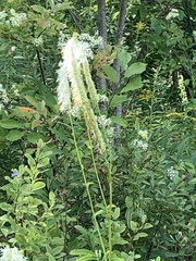 Sanguisorba canadensis