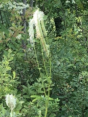 Sanguisorba canadensis