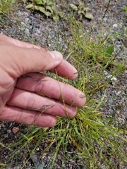 Eragrostis pectinacea pectinacea