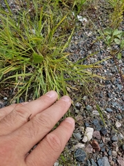 Eragrostis pectinacea pectinacea