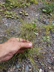 Eragrostis pectinacea pectinacea