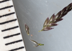Eragrostis pectinacea pectinacea