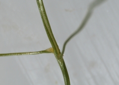 Eragrostis pectinacea pectinacea