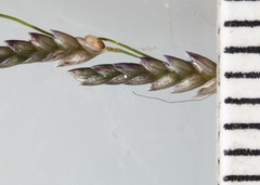 Eragrostis pectinacea pectinacea