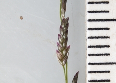 Eragrostis pectinacea pectinacea