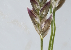Eragrostis pectinacea pectinacea