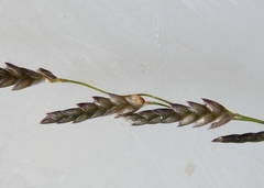 Eragrostis pectinacea pectinacea