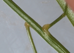 Eragrostis pectinacea pectinacea