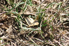 Isturgia arenacearia