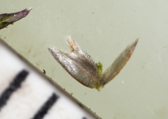 Eragrostis pectinacea pectinacea
