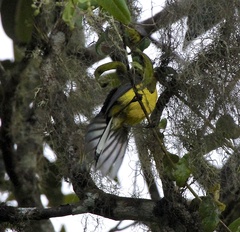 Myioborus flavivertex
