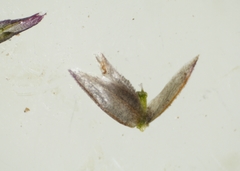 Eragrostis pectinacea pectinacea