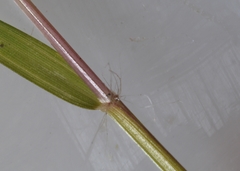 Eragrostis pectinacea pectinacea