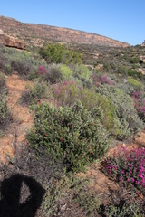 Phylica oleifolia