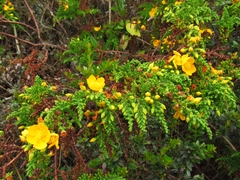 Hypericum goyanesii