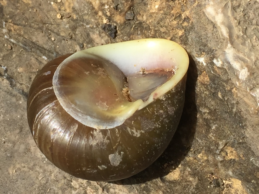 Emoda sagraiana