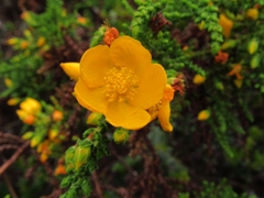Hypericum goyanesii