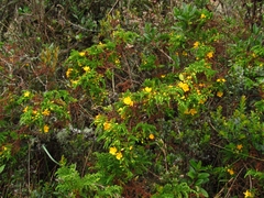 Hypericum goyanesii