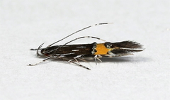 Cosmopterix lespedezae