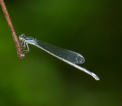 Enallagma cardenium