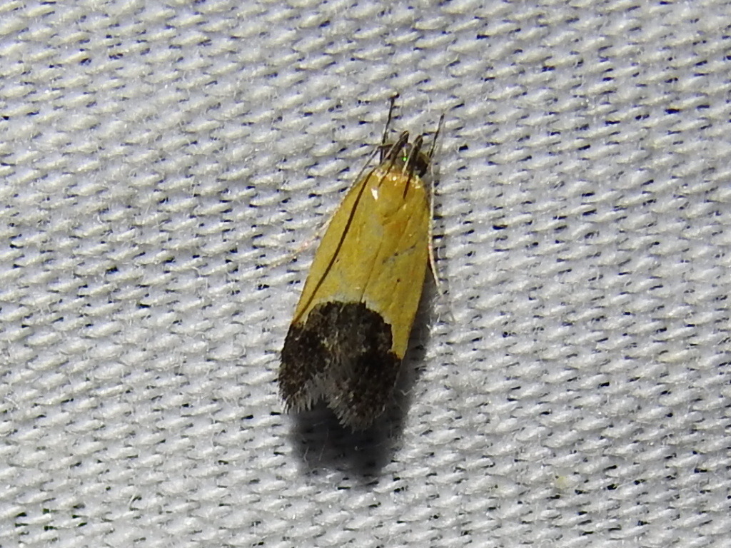 Bush-clover triclonella