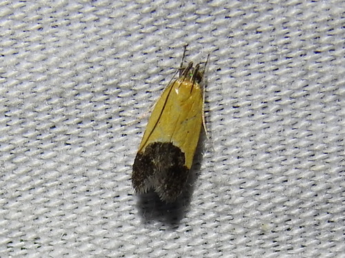 Bush-clover triclonella