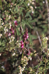Indigofera intermedia