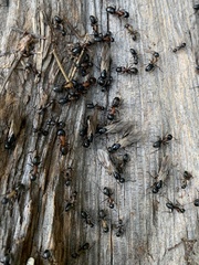 Camponotus vicinus