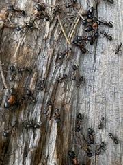 Camponotus vicinus