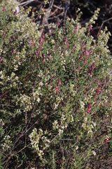 Indigofera intermedia