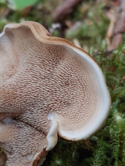 Sarcodon stereosarcinon