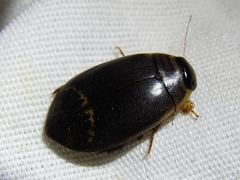 Acilius fraternus