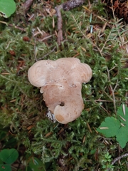 Sarcodon stereosarcinon