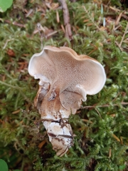 Sarcodon stereosarcinon