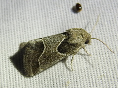 Schinia rivulosa