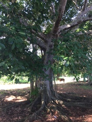 Magnolia grandiflora