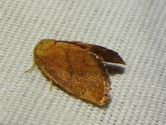 Heterogenea shurtleffi