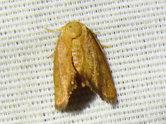 Heterogenea shurtleffi