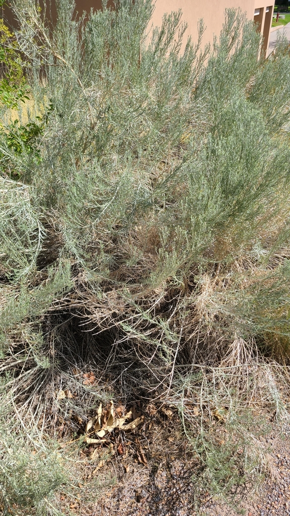 sand sagebrush from Central Campus, Albuquerque, NM, USA on August 31